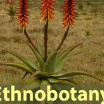 Ethnobotanisch-potenz