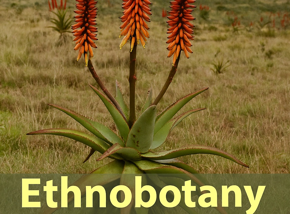Traditionelle und ethnobotanische Mittel